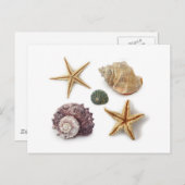 素朴な沿岸ビーチシックなシーシェルヒトデ ポストカード (正面/裏面)