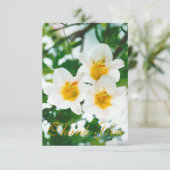 素朴な白いユリ - Lilium candidum サンキューカード (スタンド正面)