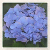 素朴な紫のヤマアジサイ（Hydrangea macrophylla） ガラスコースター (正面)