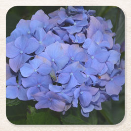 素朴な紫のヤマアジサイ（Hydrangea macrophylla） スクエアペーパーコースター
