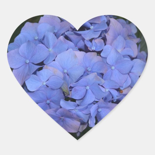 素朴な紫のヤマアジサイ(Hydrangea macrophylla) ハートシール (正面)