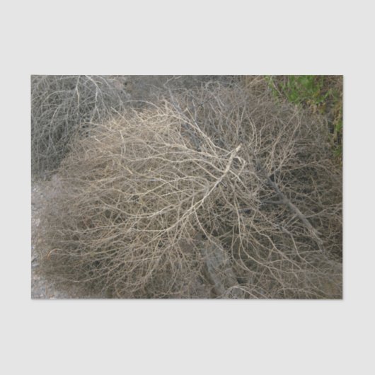 素朴なTumbleweedのティッシュペーパー 薄葉紙 (正面)