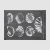 素朴ビーチフランスの国の黒板の貝殻 薄葉紙 (正面)