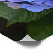 素朴紫紫陽花 ポスター (角)