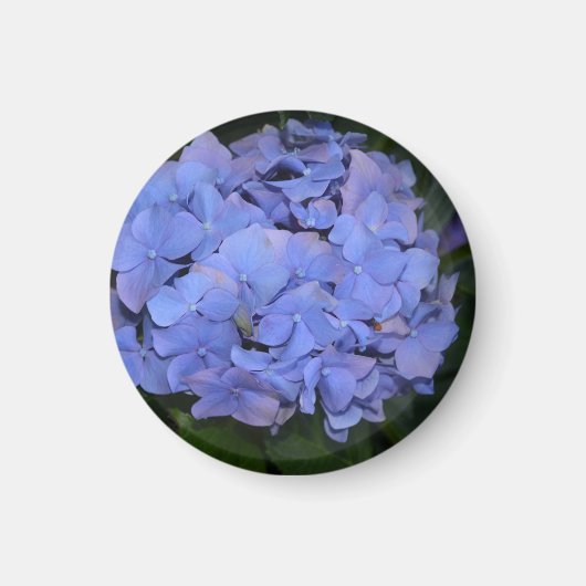 素朴紫紫陽花 マグネット (正面)