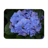 素朴紫紫陽花 マグネット (横)