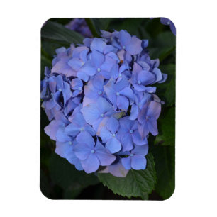 素朴紫紫陽花 マグネット