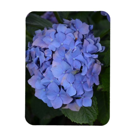 素朴紫紫陽花 マグネット (縦)