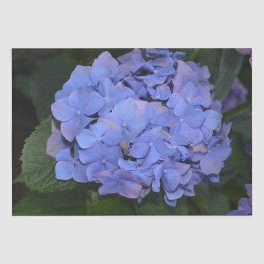 素朴紫紫陽花 薄葉紙 (正面)