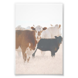 素朴野牛 フォトプリント           