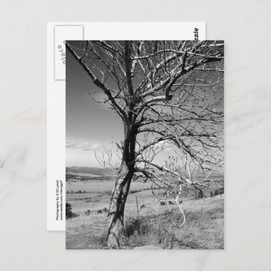 素朴 ポストカード (正面/裏面)