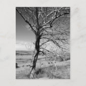 素朴 ポストカード (正面)