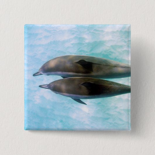 紡績工のイルカ|オアフハワイ 缶バッジ (正面)