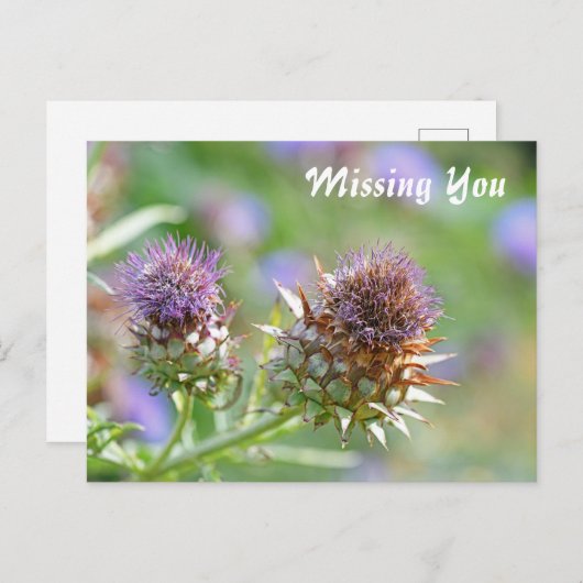 紫かわいらしのアザミの花写真 ポストカード (正面/裏面)