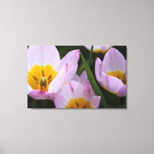 紫かわいらしのエレガントチューリップの花。 キャンバスプリント (正面)