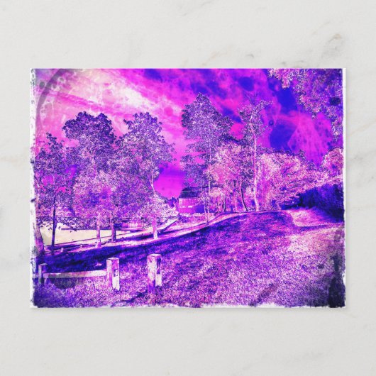 紫かわいらしの写真。 ポストカード (正面)