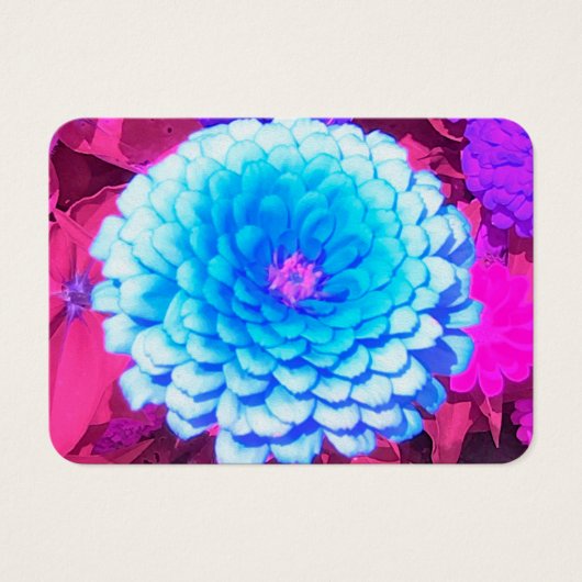 紫かわいらしの夏の庭の青い《植物》百日草 (正面)