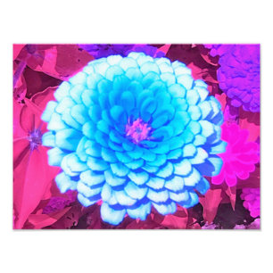 紫かわいらしの夏の庭の青い《植物》百日草 フォトプリント