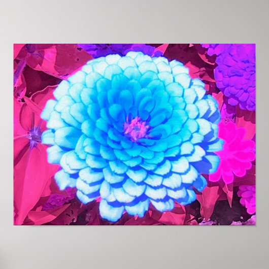 紫かわいらしの夏の庭の青い《植物》百日草 ポスター (正面)