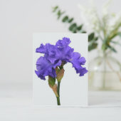 紫かわいらしの虹彩フローラ写真 ポストカード (スタンド正面)