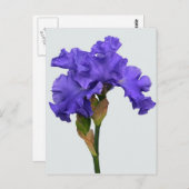 紫かわいらしの虹彩フローラ写真 ポストカード (正面/裏面)