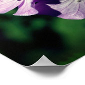 紫かわいらしゼラニウム花ペア閉じる ポスター (角)