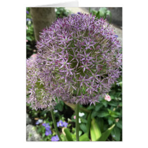 紫かわいらし花アリウムガーデンNYC写真