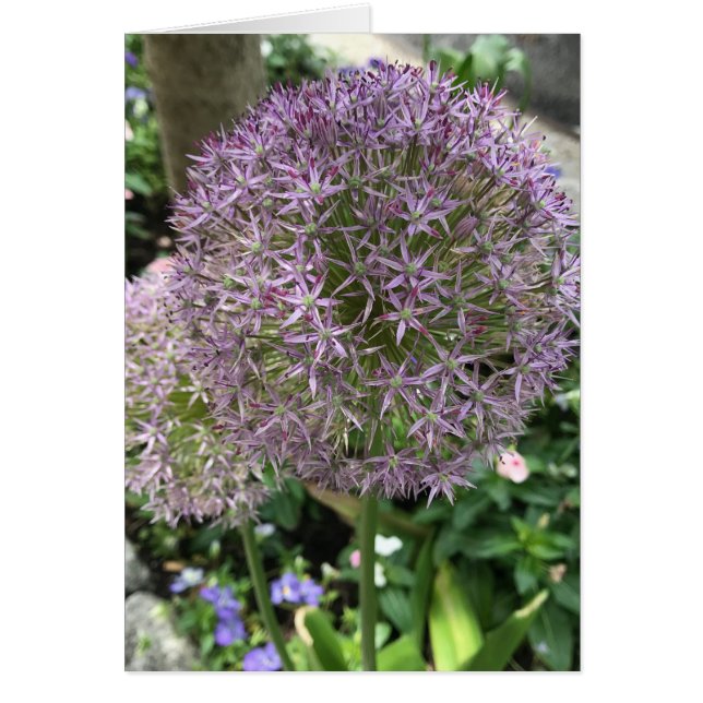 紫かわいらし花アリウムガーデンNYC写真 (正面)