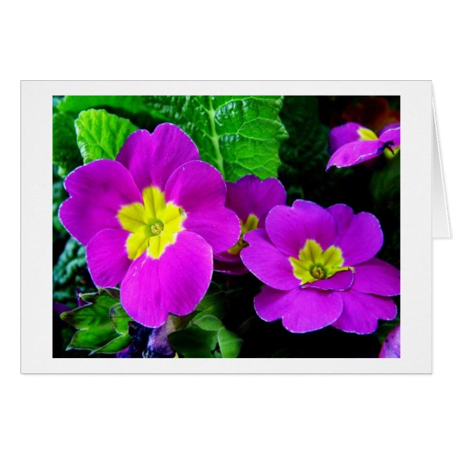 紫かわいらし花 (正面横)