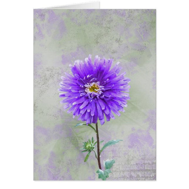 紫かわいらし (正面)