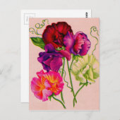 紫とピンクの甘いエンドウ ポストカード (正面/裏面)