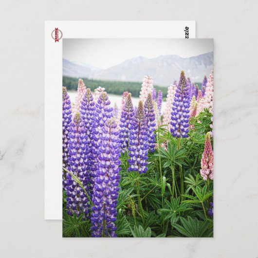 紫とピンクの花 : ニュージーランドのルピナス @ ポストカード (正面/裏面)