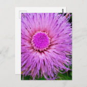 紫とピンクの花 ポストカード (正面/裏面)