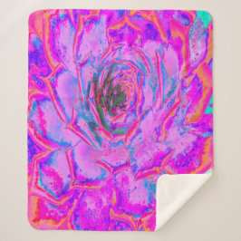 紫とマゼンタの多汁性セダムロゼット シェルパブランケット