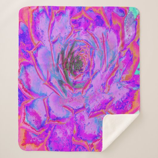 紫とマゼンタの多汁性セダムロゼット シェルパブランケット (正面)