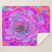 紫とマゼンタの多汁性セダムロゼット シェルパブランケット (正面(横))