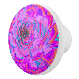 紫とマゼンタの多汁性セダムロゼット セラミックノブ