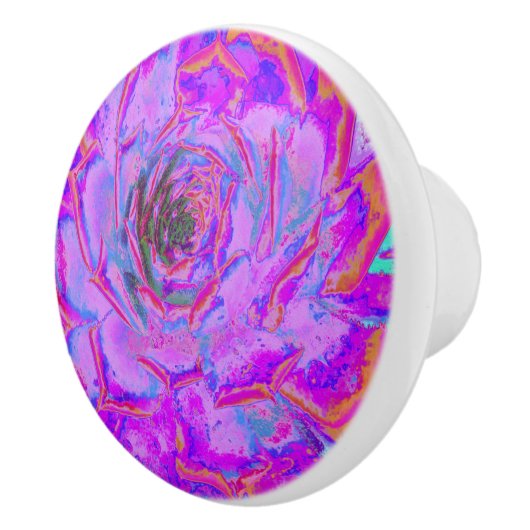 紫とマゼンタの多汁性セダムロゼット セラミックノブ (右)