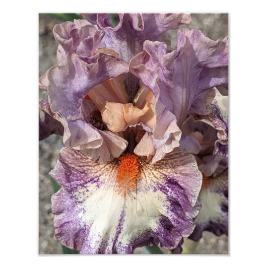 紫と白のアイリスとオレンジのヒゲフローラ フォトプリント            (正面)