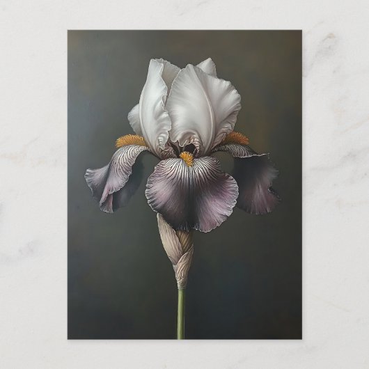 紫と白のアイリスの絵を描植物 ポストカード (正面)