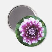 紫と白のダリア マグネット (正面/裏面)