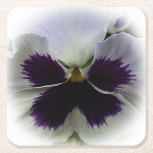 紫と白のパンジー スクエアペーパーコースター (正面)