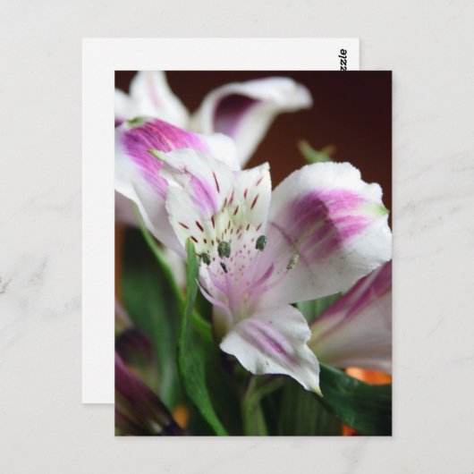紫と白の百合花はがき ポストカード (正面/裏面)