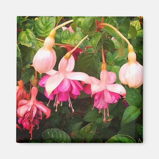 紫と白の花 マグネット (正面)