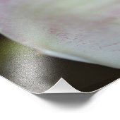 紫と白の蘭 フォトプリント            (角)