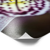 紫と白の蘭 フォトプリント            (角)