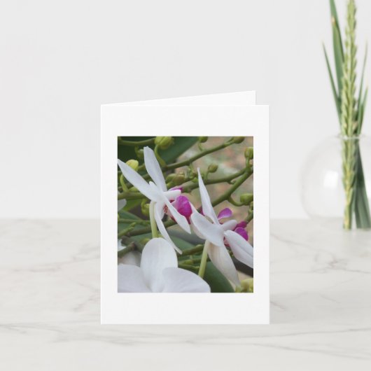 紫と白の蛾の蘭のカ空白のード カード (正面)