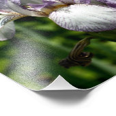 紫と白ひげ菖蒲の花ペア8x10 フォトプリント (角)