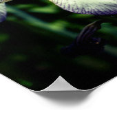 紫と白ひげ菖蒲の花ペア ポスター (角)