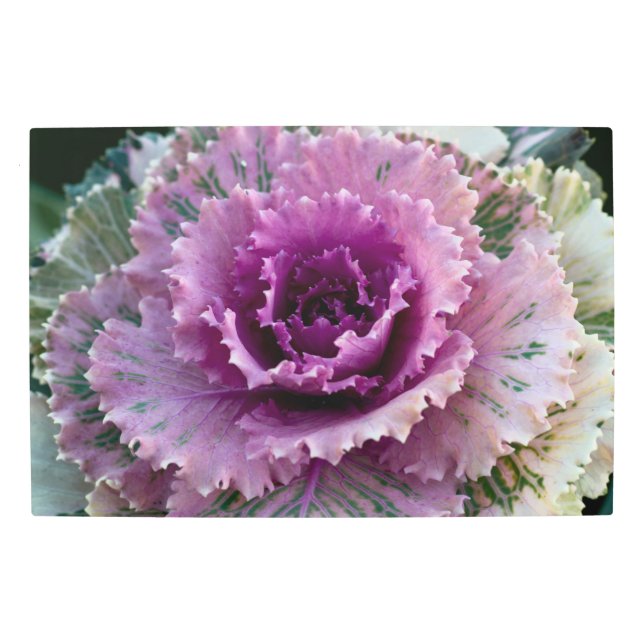 紫と緑のケールクローズアップメタルウォールアート メタルプリント (正面)